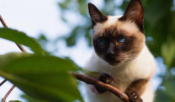 7 котів, які обожнюють бути хвостиком господаря 10 7 котів, які обожнюють бути хвостиком господаря 10