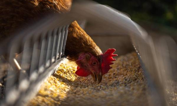 Агрохолдинги-гіганти: хто очолив податковий рейтинг птахівництва 2025 року