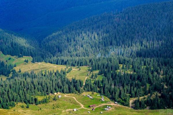 Китай засадив 78 мільярдів дерев: дощів більше, води – ні
