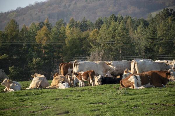 ДНК корів-самітників на Алясці здивувала науковців