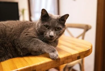 7 котів, що липнуть як реп'яхи: стануть вашою тінню 21