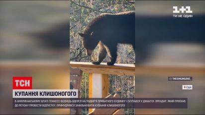 Ведмедиця з потомством спричинила транспортний колапс у США 4 Ведмедиця з потомством спричинила транспортний колапс у США 4