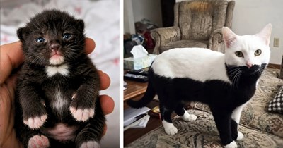 Весняний кот, знайдений біля кущів, потребує нового дому 27 Весняний кот, знайдений біля кущів, потребує нового дому 27