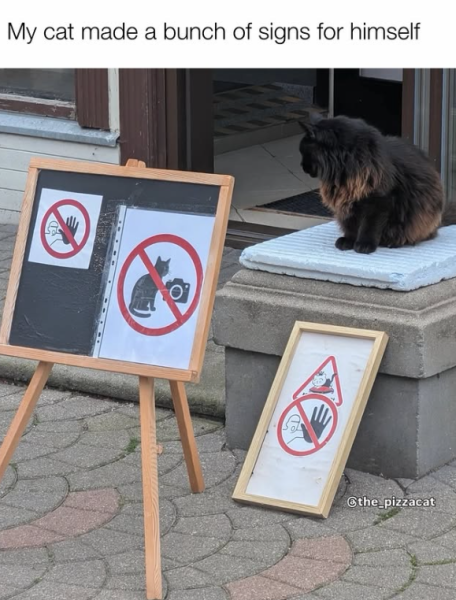 Сонячний день: коти, що дарують позитив на пікніках та в парках 24 Сонячний день: коти, що дарують позитив на пікніках та в парках 24