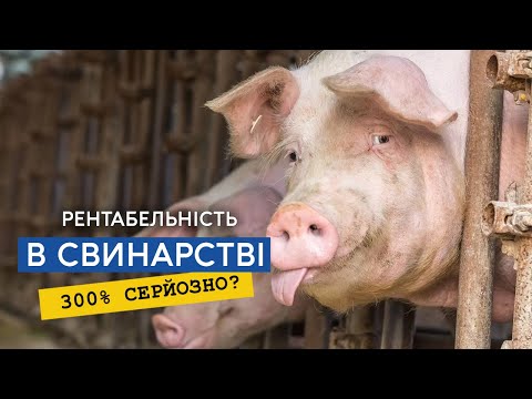 Чи справді свинарство приносить мільйони: розбираємось з міфами та реальністю 10 Чи справді свинарство приносить мільйони: розбираємось з міфами та реальністю 10