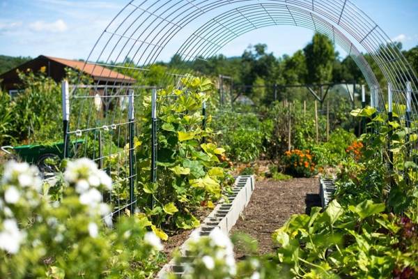 Українець перетворив балкон на город і заробляє $300 на місяць 26