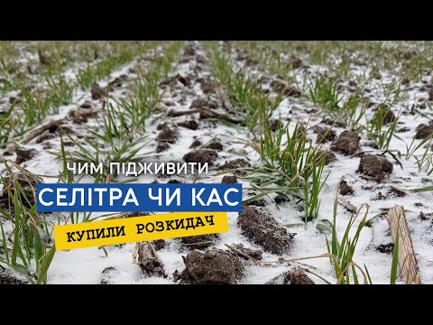 Свинина продовжує приносити стабільний прибуток фермерам 18