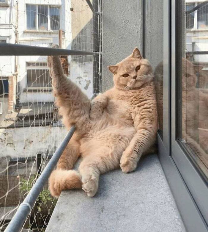 51 фото котів, що роблять що заманеться 27