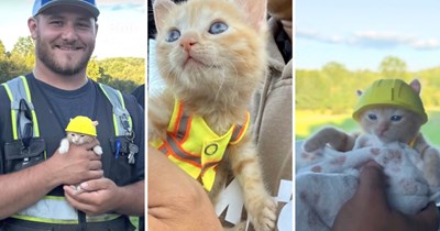 22 зворушливі котики, які розтоплять ваше серце 16