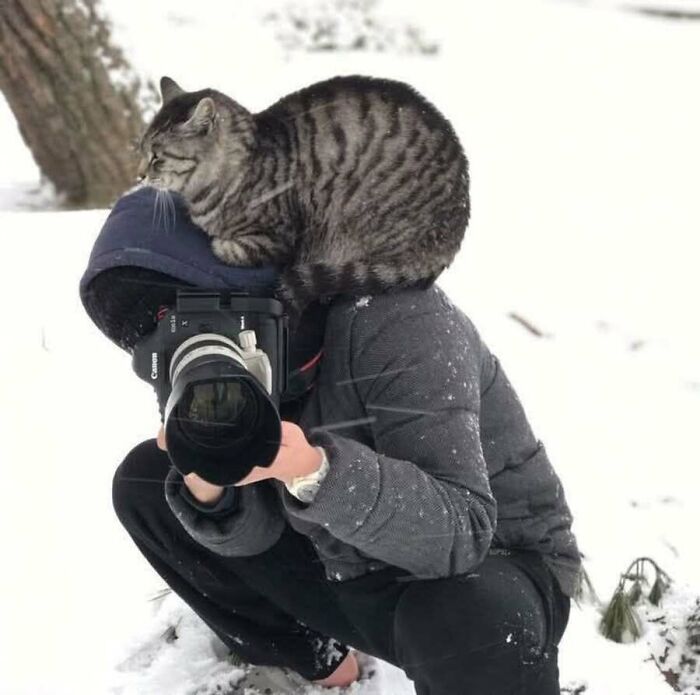 51 фото котів, що роблять що заманеться 33