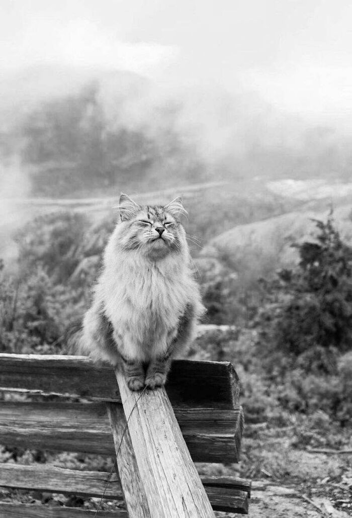 51 фото котів, що роблять що заманеться 41