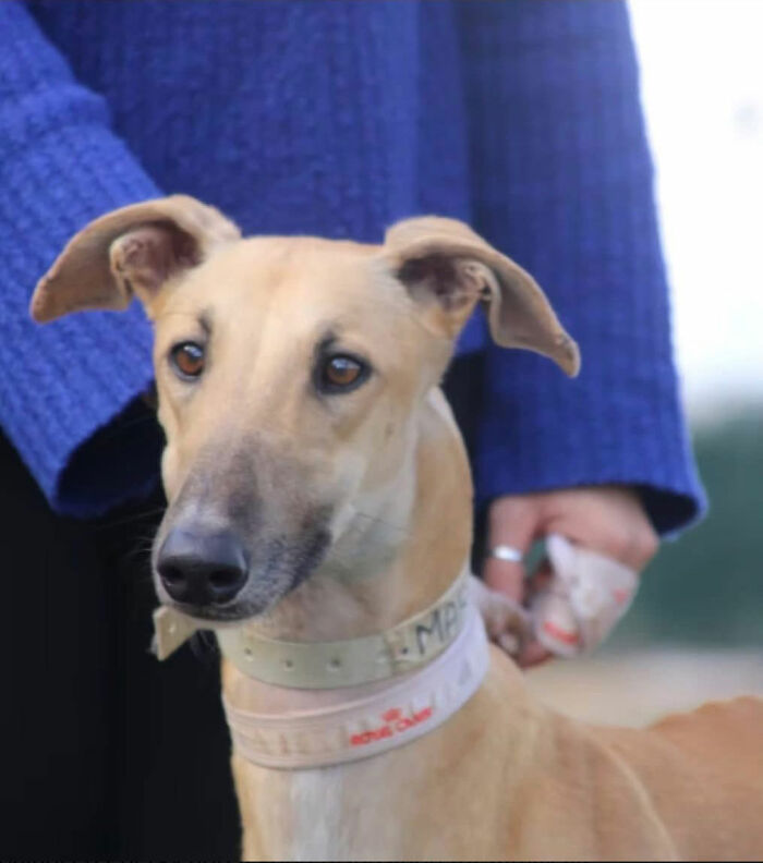 Фотопроєкт на честь 5 іспанських гальго, яких врятували з притулку 31