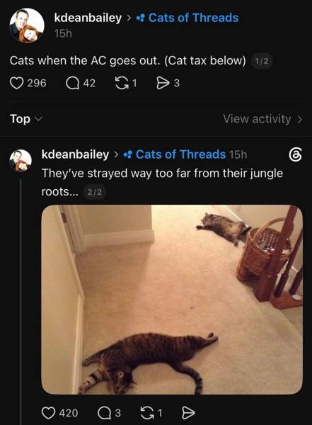 Наймиліші та найсмішніші котики тижня в Threads