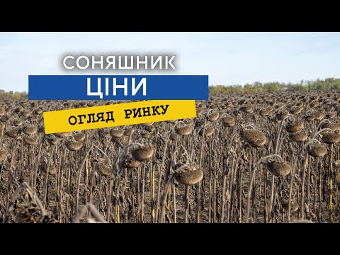 Соняшник на паузі, соя без премій: чому гальмують українські олійні 6 Соняшник на паузі, соя без премій: чому гальмують українські олійні 6