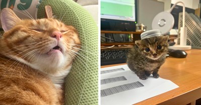 22 зворушливі котики, які розтоплять ваше серце 11