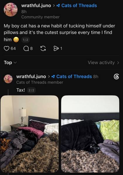 Наймиліші та найсмішніші котики тижня в Threads 41 Наймиліші та найсмішніші котики тижня в Threads 41