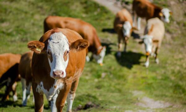 VITAGRO Сергія Лабазюка збудує на Хмельниччині ферму на 1300 корів