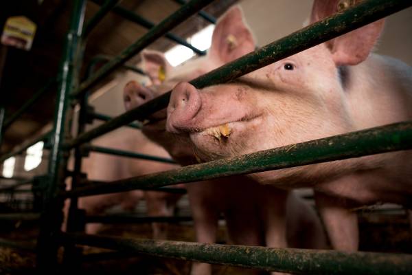 Чи справді свинарство приносить мільйони: розбираємось з міфами та реальністю 9 Чи справді свинарство приносить мільйони: розбираємось з міфами та реальністю 9