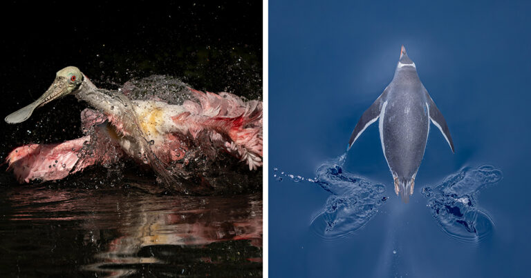 54 фото птахів, що здобули перемогу на конкурсі Audubon 202
