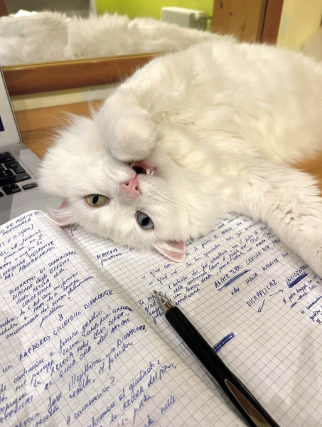 Котики в класі: вчаться, дрімають і виборюють звання улюбленця вчителя 17 Котики в класі: вчаться, дрімають і виборюють звання улюбленця вчителя 17