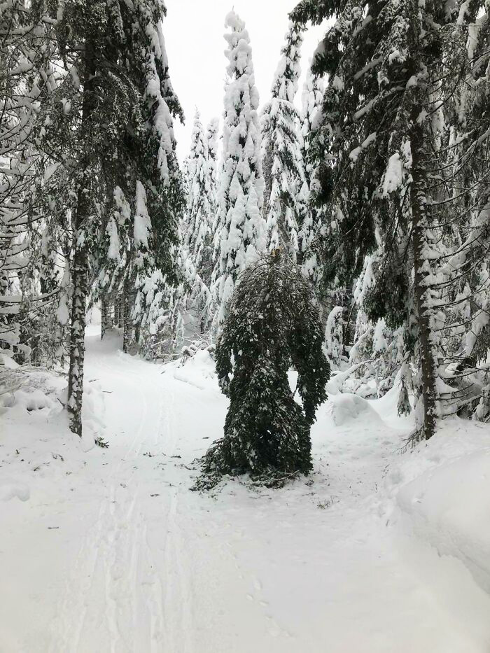 69 дивовижних речей, які люди фотографували, щоб переконатись, що не галюцинують 15 69 дивовижних речей, які люди фотографували, щоб переконатись, що не галюцинують 15
