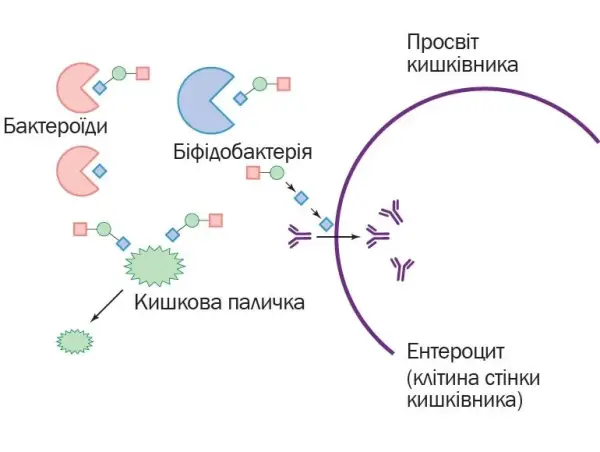 Молозиво: що корисного таїться у перших краплях молока 8