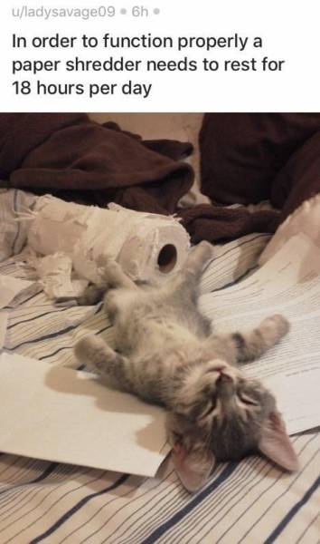 20 котячих моментів, що створять затишну осінню атмосферу на ваш Котосуботній день 30 20 котячих моментів, що створять затишну осінню атмосферу на ваш Котосуботній день 30