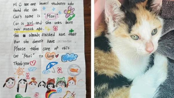 20 котячих моментів, що створять затишну осінню атмосферу на ваш Котосуботній день 25 20 котячих моментів, що створять затишну осінню атмосферу на ваш Котосуботній день 25