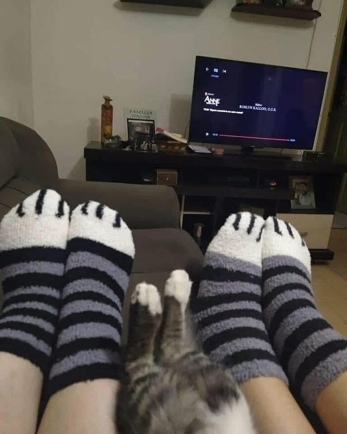 Коти дивують: 46 фотографій пухнастиків у найдивніших позах 4
