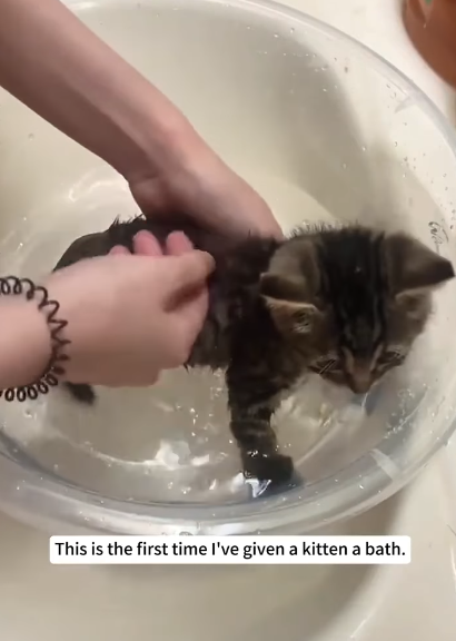 Безпритульне кошеня знайшло родину і щасливе життя 17