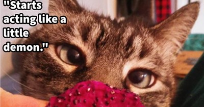 22 котячих мемів, що зарядять вас позитивом на весь тиждень 50