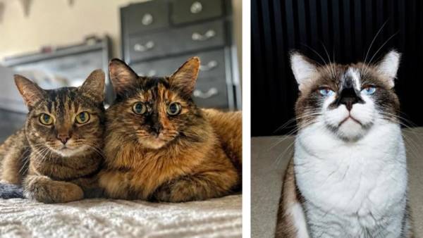 20 котячих моментів, що створять затишну осінню атмосферу на ваш Котосуботній день 36 20 котячих моментів, що створять затишну осінню атмосферу на ваш Котосуботній день 36