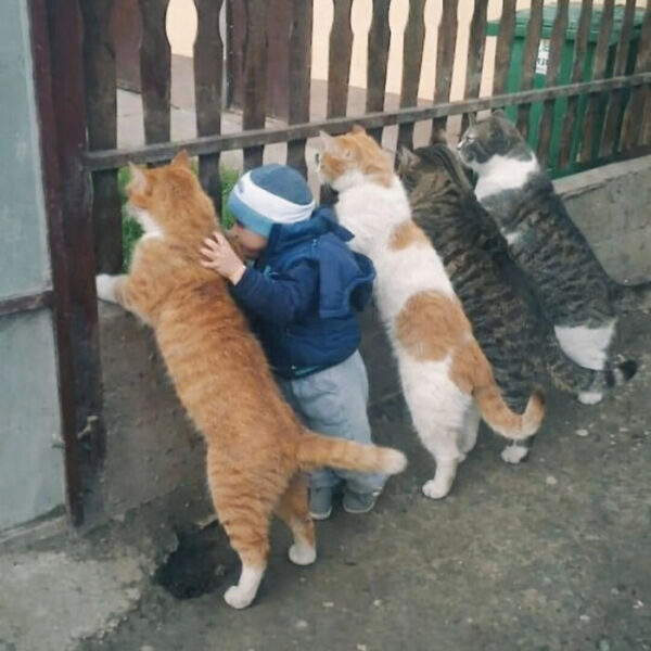 Коти, що претендують на звання найрозумніших: 74 фото”}