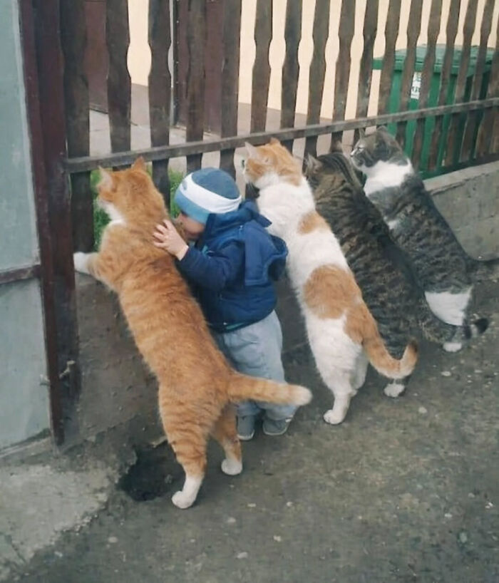 Коти, що претендують на звання найрозумніших: 74 фото"} 20 Коти, що претендують на звання найрозумніших: 74 фото"} 20