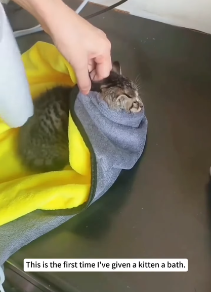 Безпритульне кошеня знайшло родину і щасливе життя 18