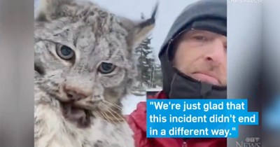 Надзвичайно крихітне кошеня врятували з дощу 75