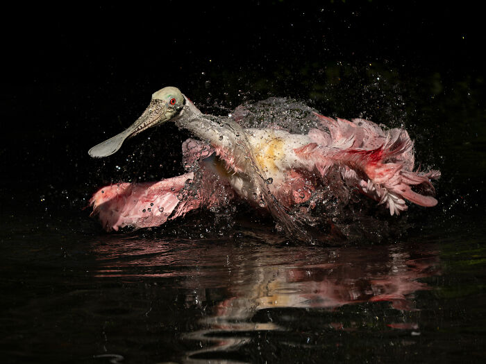 54 фото птахів, що здобули перемогу на конкурсі Audubon 6