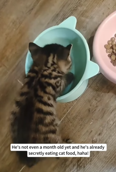 Безпритульне кошеня знайшло родину і щасливе життя 21