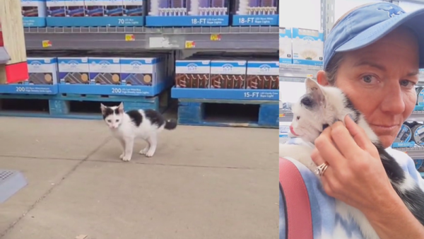Кіт-самітник оселився у садівниці після нашестя на садовий центр Walmart
