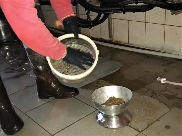 Корова-рекордсменка: секрет стабільно високого надою 25