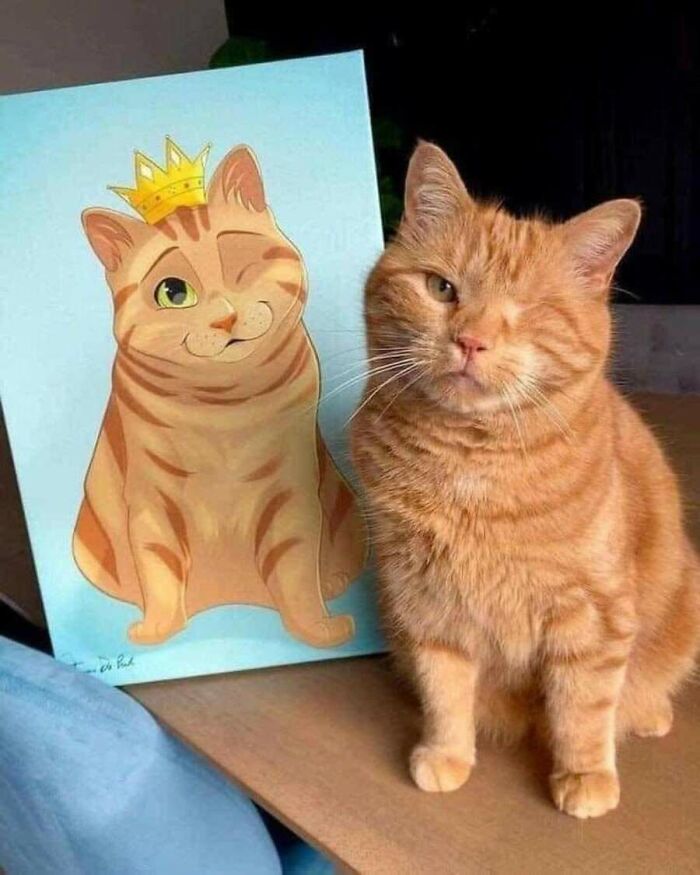 51 фото котів, що роблять що заманеться 39