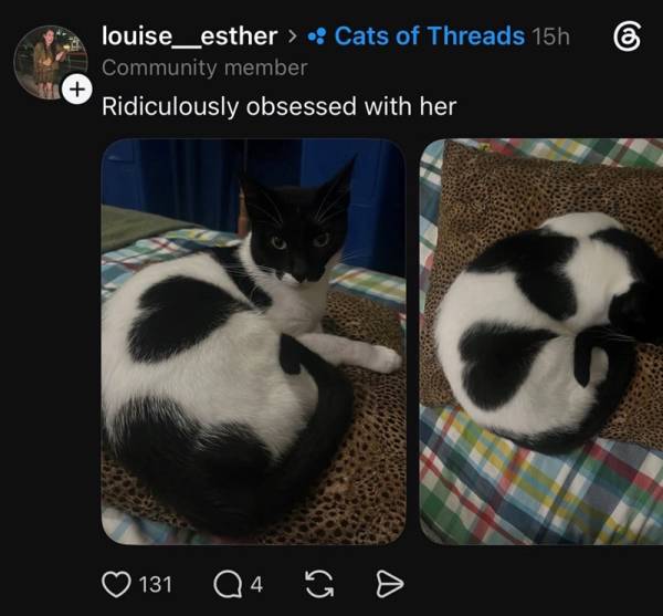 Наймиліші та найсмішніші котики тижня в Threads 37 Наймиліші та найсмішніші котики тижня в Threads 37