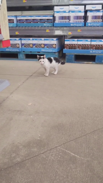 Кіт-самітник оселився у садівниці після нашестя на садовий центр Walmart 15 Кіт-самітник оселився у садівниці після нашестя на садовий центр Walmart 15