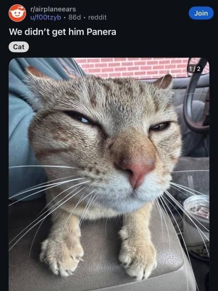 28 котів, що перетворять ваш вівторок на котяче щастя 48 28 котів, що перетворять ваш вівторок на котяче щастя 48