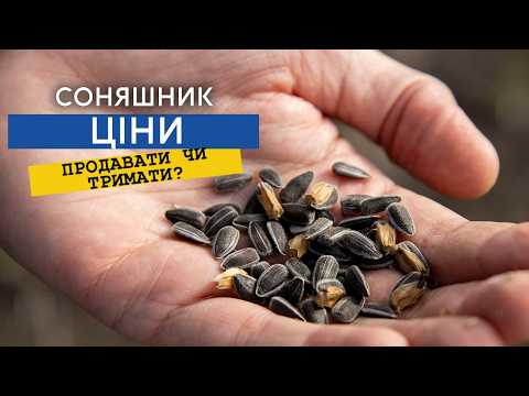Насіння сонця: зберігати чи продавати? 8
