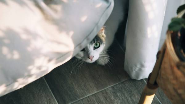 Неправильне годування: кота-чистюлю перетворює на “саботажника” лотка