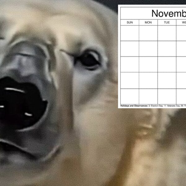 Мем “Remember November 2026”: історія вірусних зображень з ведмедями