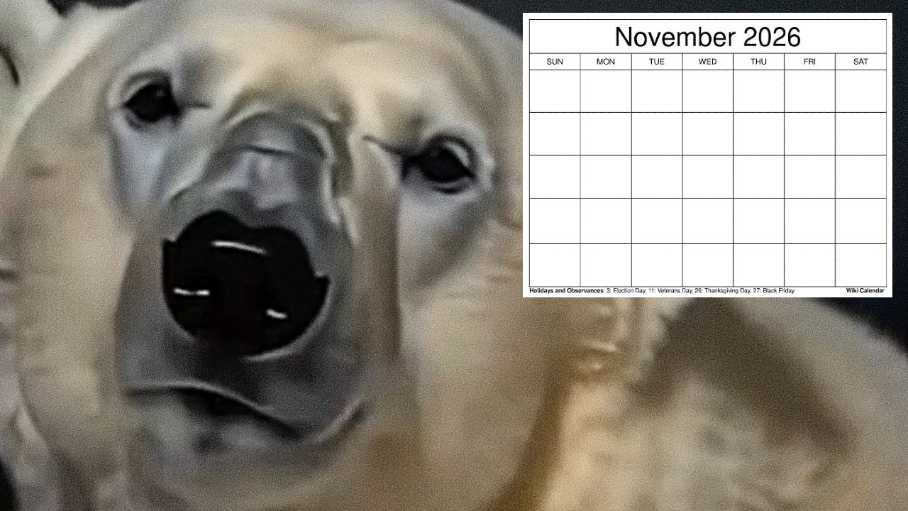 Мем "Remember November 2026": історія вірусних зображень з ведмедями 2 Мем "Remember November 2026": історія вірусних зображень з ведмедями 2