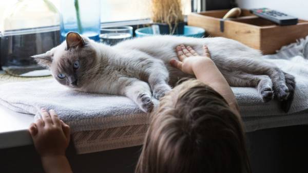 Сухий шампунь для котів: чим освіжити шерсть, не мочивши улюбленця