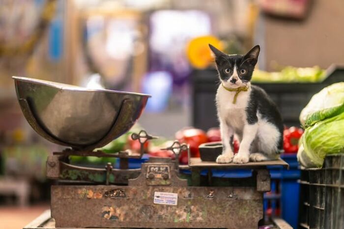 23 фото вуличних котів, що розтоплять твоє серце 14